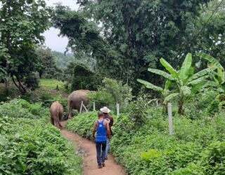 Olifanten in de jungle van Chiang Mai