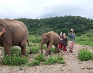 Kinderen op wandel met olifanten in Chiang Mai