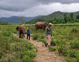 Olifanten in Chiang Mai