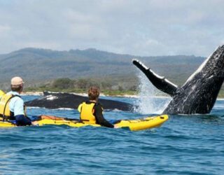 Kajakken tussen de walvissen met kinderen