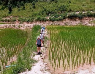 Wandelen met kinderen tussen de rijstvelden