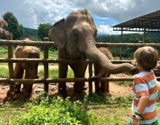 Kind voedert olifanten in Chiang Mai