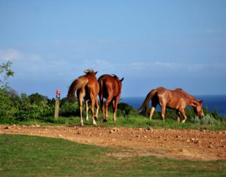 Paarden grazen bij Oyster Bay