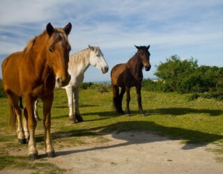 Paarden aan het strand Oyster Bay