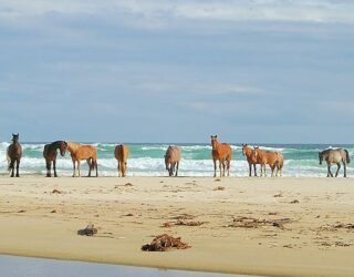 Paarden op het strand in Oyster Bay
