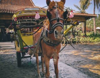 Met paard en kar aan het hotel Gili