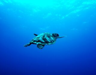 Schildpad Gili-eilanden