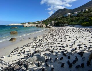 Pinguins op Boulders Beach