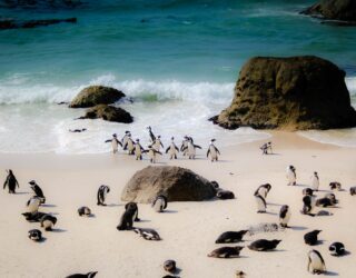 Pinguinkolonie op Boulders Beach