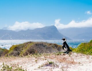 Pinguin op Boulders Beach