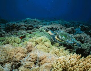 Snorkelen Nusa Penida