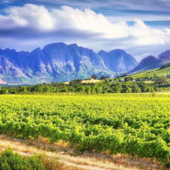 Wijngaarden Stellenbosch