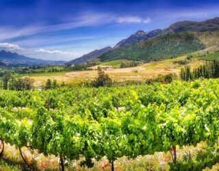 Wijnlanden Stellenbosch