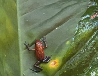 Kikkers in alle kleuren in Costa Rica