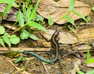 Kleurrijke dierenwereld in Costa Rica