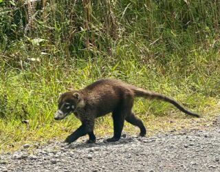 Dieren in Costa Rica