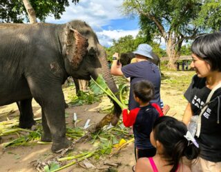 Kinderen voederen de olifanten