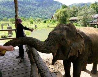 Kind voedert de olifant