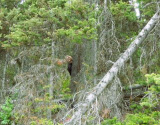 Verstoppertje spelen in het Canadese bos