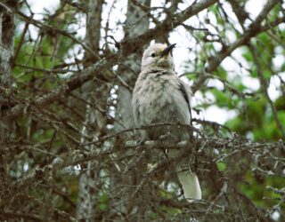 Vogels spotten in West-Canada