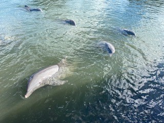 Dolfijnen bij Key West