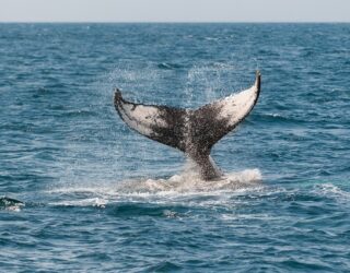 Walvissen spotten bij Big Sur