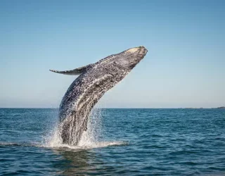 Walvissen spotten bij Big Sur in volle glorie