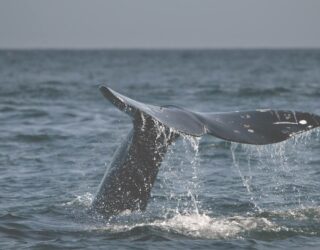 Walvissen zwemmen bij Tofino