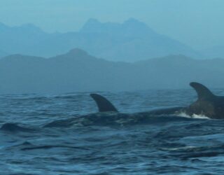 Orka's zwemmen bij Tofino