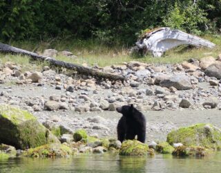 Beren op zoek naar voedsel rond Tofino