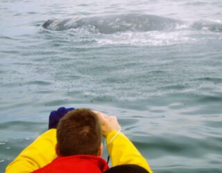 Walvissen spotten vanop een boot
