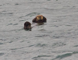 Zwemmende otter rond Tofino