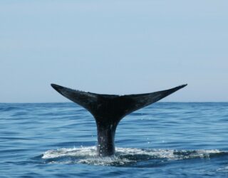 Walvissen spotten in Tofino