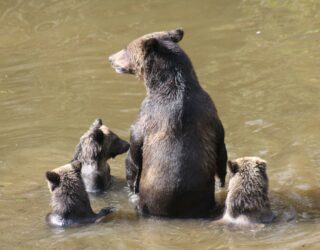 Mamabeer met welpen op jacht in het water