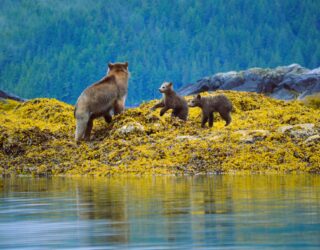Great Bear Rainforest met inheemse gids