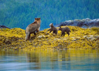 Great Bear Rainforest met inheemse gids