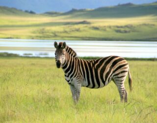 Zebra bij lodge Drakensbergen