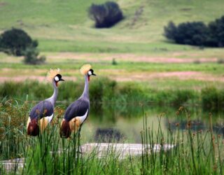 Vogelparadijs in Drakensbergen