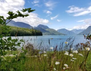 Great Bear Rainforest in bloei