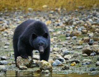 Beren rond Tofino