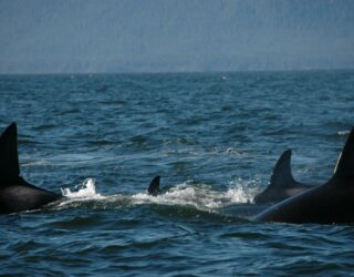 Zeedieren zwemmen bij Tofino