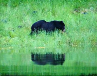 Zwarte beer Great Bear Rainforest