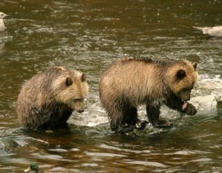 Beren zoeken vissen in het water