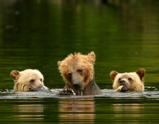 Spot beren in het wild met kinderen