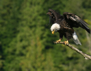 Arend in het wild in Canada