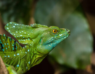 Emerald Basilisk Tortuguero