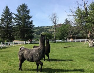 Lama's hotel Kamloops