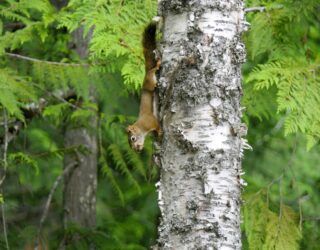 Eekhoorn bij de watervallen in Wells Gray National Park