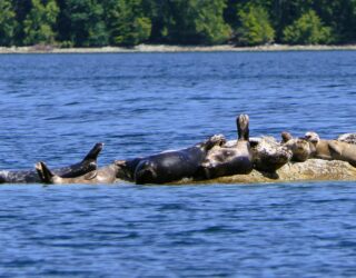 Zeeleeuwen spotten vanop een boot rond Tofino