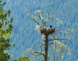 Zeevogels spotten vanop een boot rond Tofino